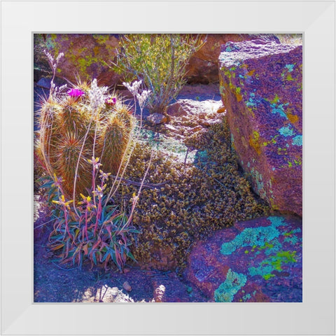 Rock Echeveria I-b W/ Hedgehog Cactus White Modern Wood Framed Art Print by Tenoever, William