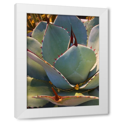 Mescal Agave A White Modern Wood Framed Art Print by Tenoever, William
