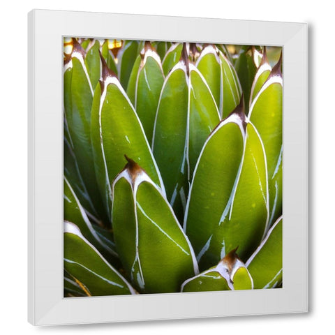 Agave White Modern Wood Framed Art Print by Tenoever, William