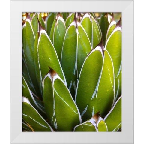 Agave White Modern Wood Framed Art Print by Tenoever, William