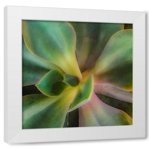 Succulent White Modern Wood Framed Art Print by Tenoever, William
