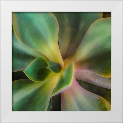 Succulent White Modern Wood Framed Art Print by Tenoever, William