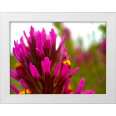 Owl Clover White Modern Wood Framed Art Print by Tenoever, William