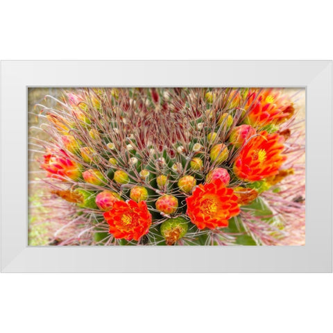 Barrel in Bloom IV White Modern Wood Framed Art Print by Tenoever, William
