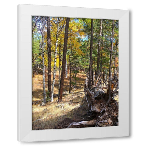 Greer in Fall 11 White Modern Wood Framed Art Print by Tenoever, William