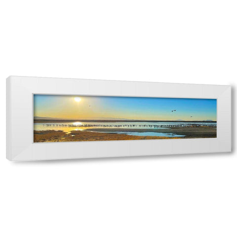 Wilcox-Sandhill Cranes 1 White Modern Wood Framed Art Print by Tenoever, William