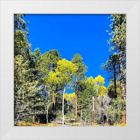 AspensInTheFall17 White Modern Wood Framed Art Print by Tenoever, William