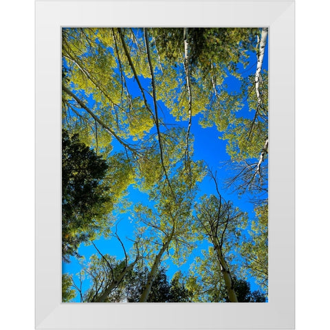 AspensInTheFall19 White Modern Wood Framed Art Print by Tenoever, William