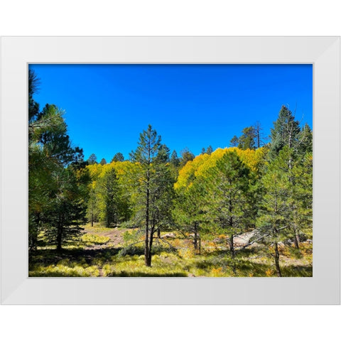 AspensInTheFall20 White Modern Wood Framed Art Print by Tenoever, William