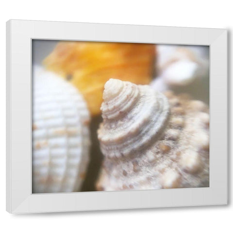 Shells White Modern Wood Framed Art Print by Popcorn