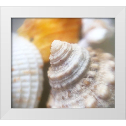 Shells White Modern Wood Framed Art Print by Popcorn