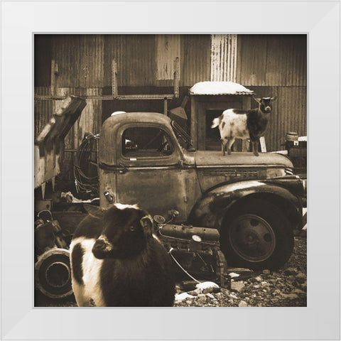 Junkyard D2: Sepia Goats White Modern Wood Framed Art Print by Popcorn