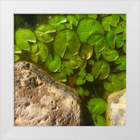 Lillypads A White Modern Wood Framed Art Print by Tenoever, William