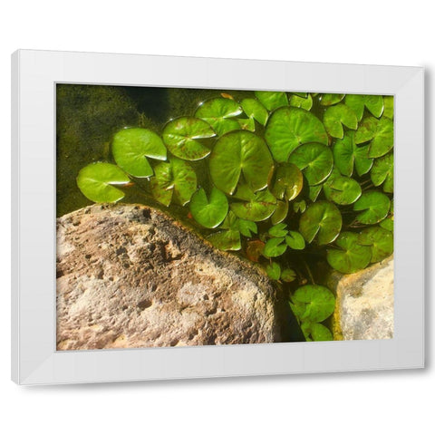 Lillypads C White Modern Wood Framed Art Print by Tenoever, William