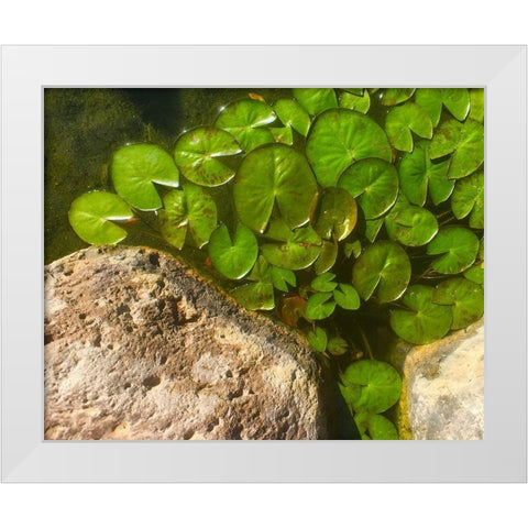 Lillypads C White Modern Wood Framed Art Print by Tenoever, William