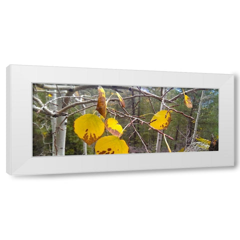 Aspens in Fall: Last Leaves II White Modern Wood Framed Art Print by Tenoever, William