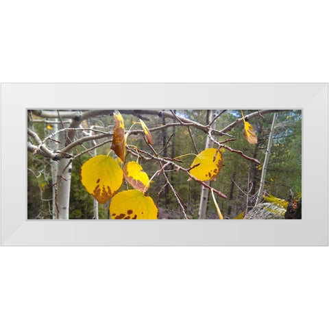 Aspens in Fall: Last Leaves II White Modern Wood Framed Art Print by Tenoever, William