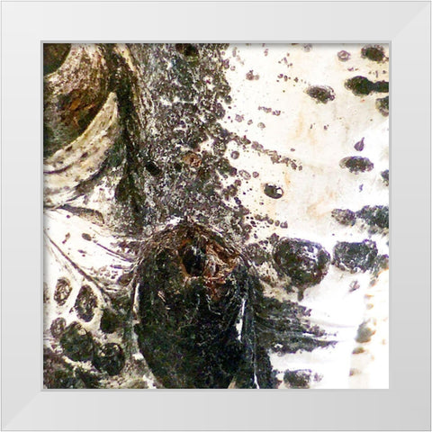 Aspens In The Fall 3 White Modern Wood Framed Art Print by Tenoever, William