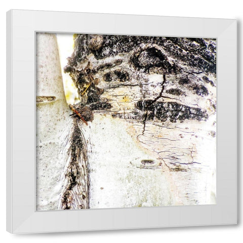 Aspens In The Fall 4 White Modern Wood Framed Art Print by Tenoever, William