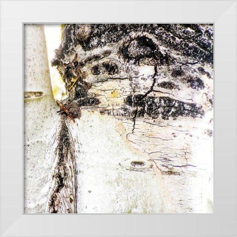 Aspens In The Fall 4 White Modern Wood Framed Art Print by Tenoever, William