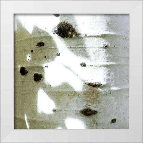 Aspens In The Fall 6 White Modern Wood Framed Art Print by Tenoever, William