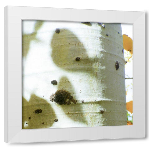 Aspens In The Fall 7 White Modern Wood Framed Art Print by Tenoever, William