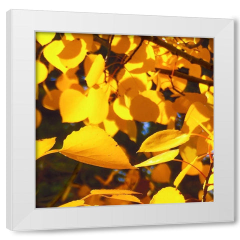 Aspens In The Fall 9 White Modern Wood Framed Art Print by Tenoever, William