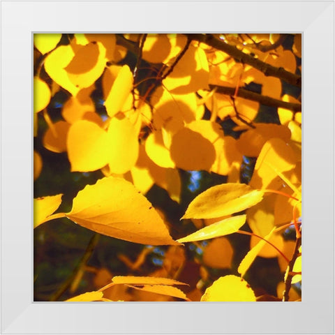 Aspens In The Fall 9 White Modern Wood Framed Art Print by Tenoever, William