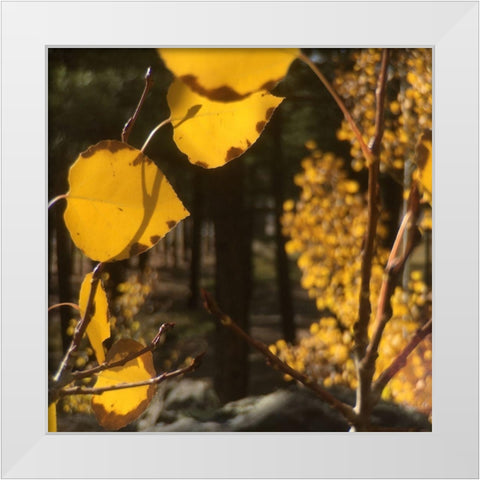 Aspens In The Fall 11 White Modern Wood Framed Art Print by Tenoever, William