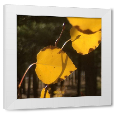 Aspens In The Fall 12 White Modern Wood Framed Art Print by Tenoever, William