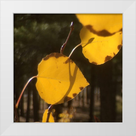 Aspens In The Fall 12 White Modern Wood Framed Art Print by Tenoever, William
