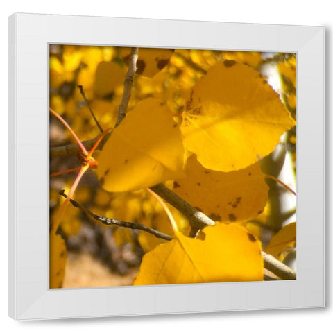 Aspens In The Fall 16 White Modern Wood Framed Art Print by Tenoever, William