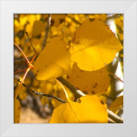 Aspens In The Fall 16 White Modern Wood Framed Art Print by Tenoever, William