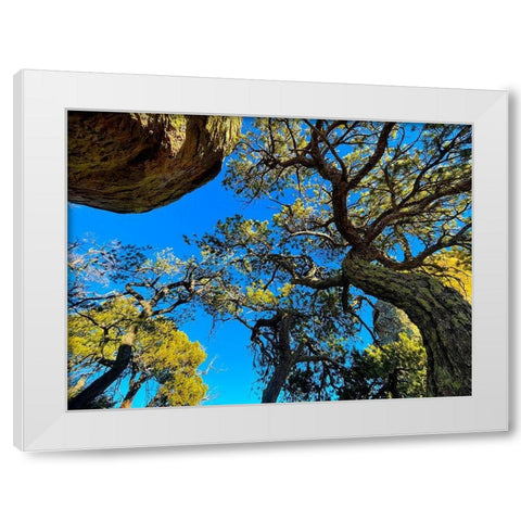 Chiricahua 4 White Modern Wood Framed Art Print by Tenoever, William