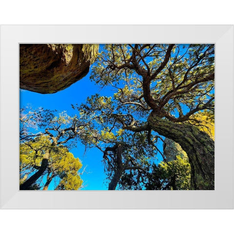 Chiricahua 4 White Modern Wood Framed Art Print by Tenoever, William