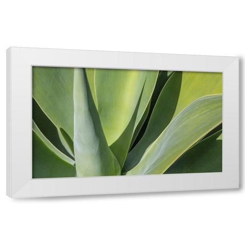 Aloe I White Modern Wood Framed Art Print by Markoff, Barbara