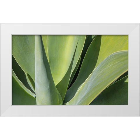 Aloe I White Modern Wood Framed Art Print by Markoff, Barbara
