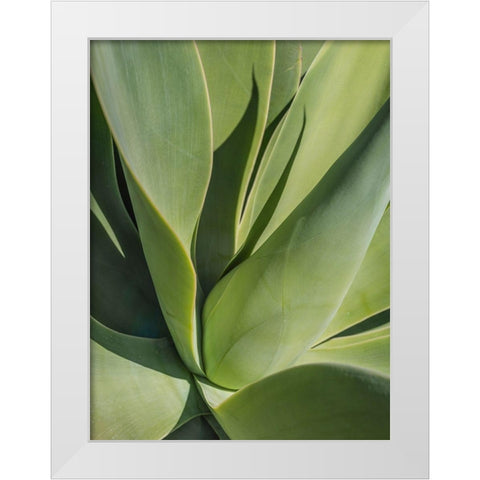 Aloe II White Modern Wood Framed Art Print by Markoff, Barbara