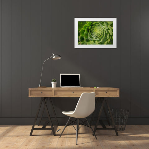 Green Succulent Spiral White Modern Wood Framed Art Print by Markoff, Barbara