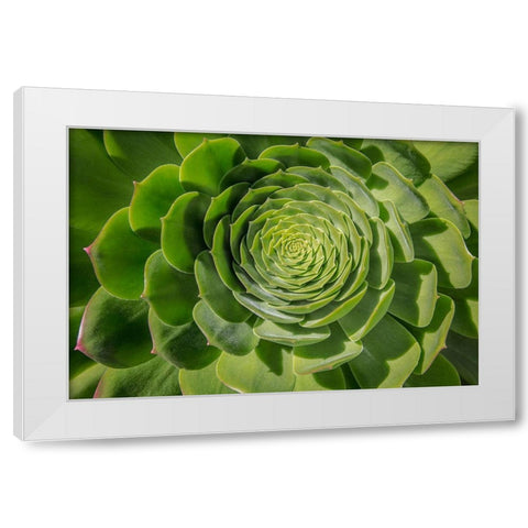 Green Succulent Spiral White Modern Wood Framed Art Print by Markoff, Barbara