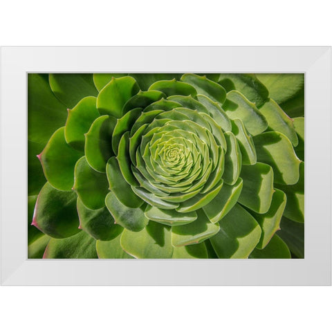 Green Succulent Spiral White Modern Wood Framed Art Print by Markoff, Barbara