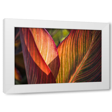 Canna Lily Leaves I White Modern Wood Framed Art Print by Markoff, Barbara
