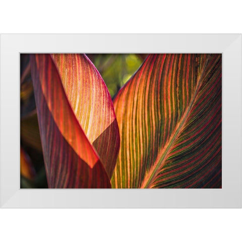 Canna Lily Leaves I White Modern Wood Framed Art Print by Markoff, Barbara