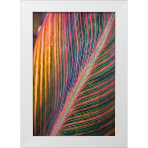 Canna Lily Leaves II White Modern Wood Framed Art Print by Markoff, Barbara