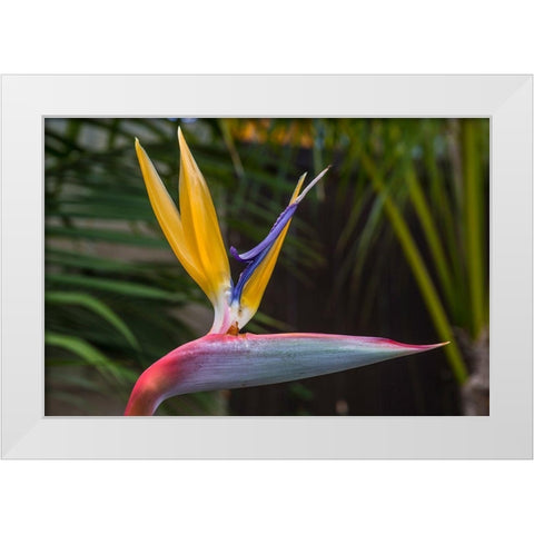 Bird of Pardise White Modern Wood Framed Art Print by Markoff, Barbara