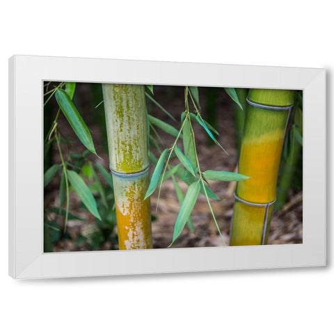 Bamboo Study White Modern Wood Framed Art Print by Markoff, Barbara