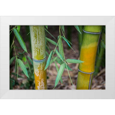 Bamboo Study White Modern Wood Framed Art Print by Markoff, Barbara