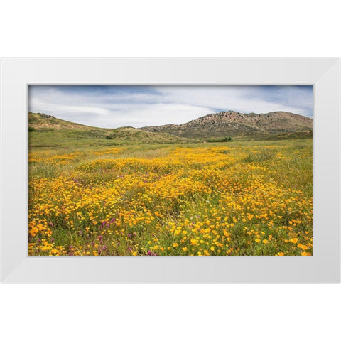 Wildflower in the Valley White Modern Wood Framed Art Print by Markoff, Barbara