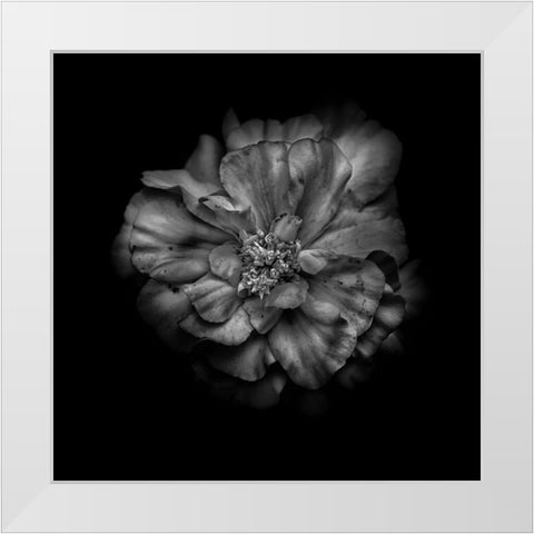 Black And White Camelia I White Modern Wood Framed Art Print by Carson, Brian