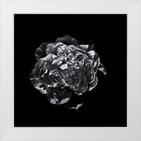 Black And White Camelia III White Modern Wood Framed Art Print by Carson, Brian